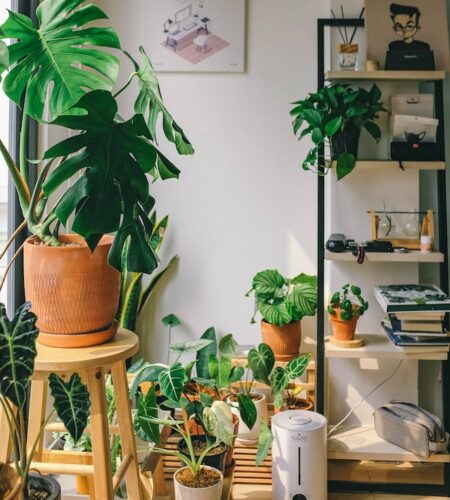 Indoor Oasis: Caring for Your Houseplants in Winter