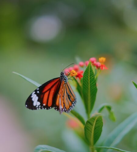 Planting with Purpose: How to Create a Pollinator-Friendly Garden